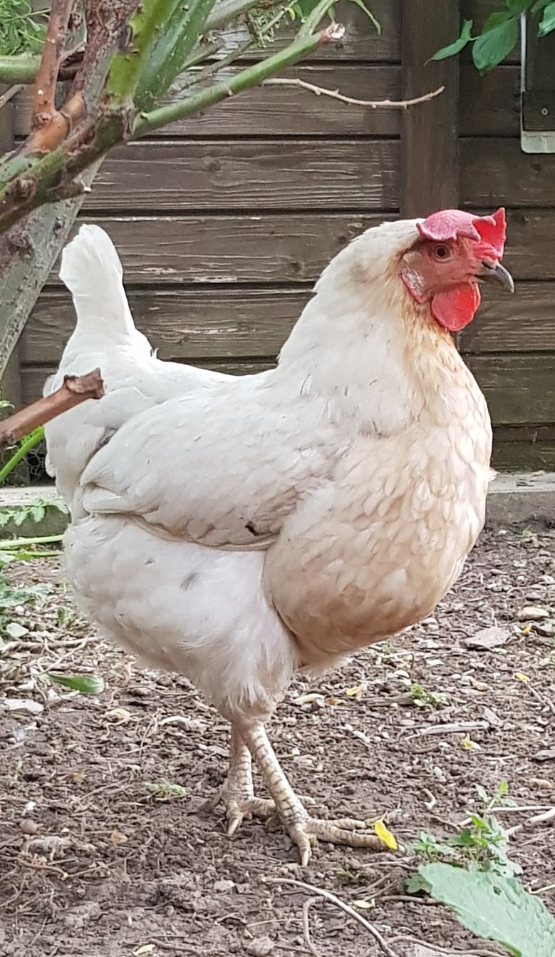 Individuelle Überschrift