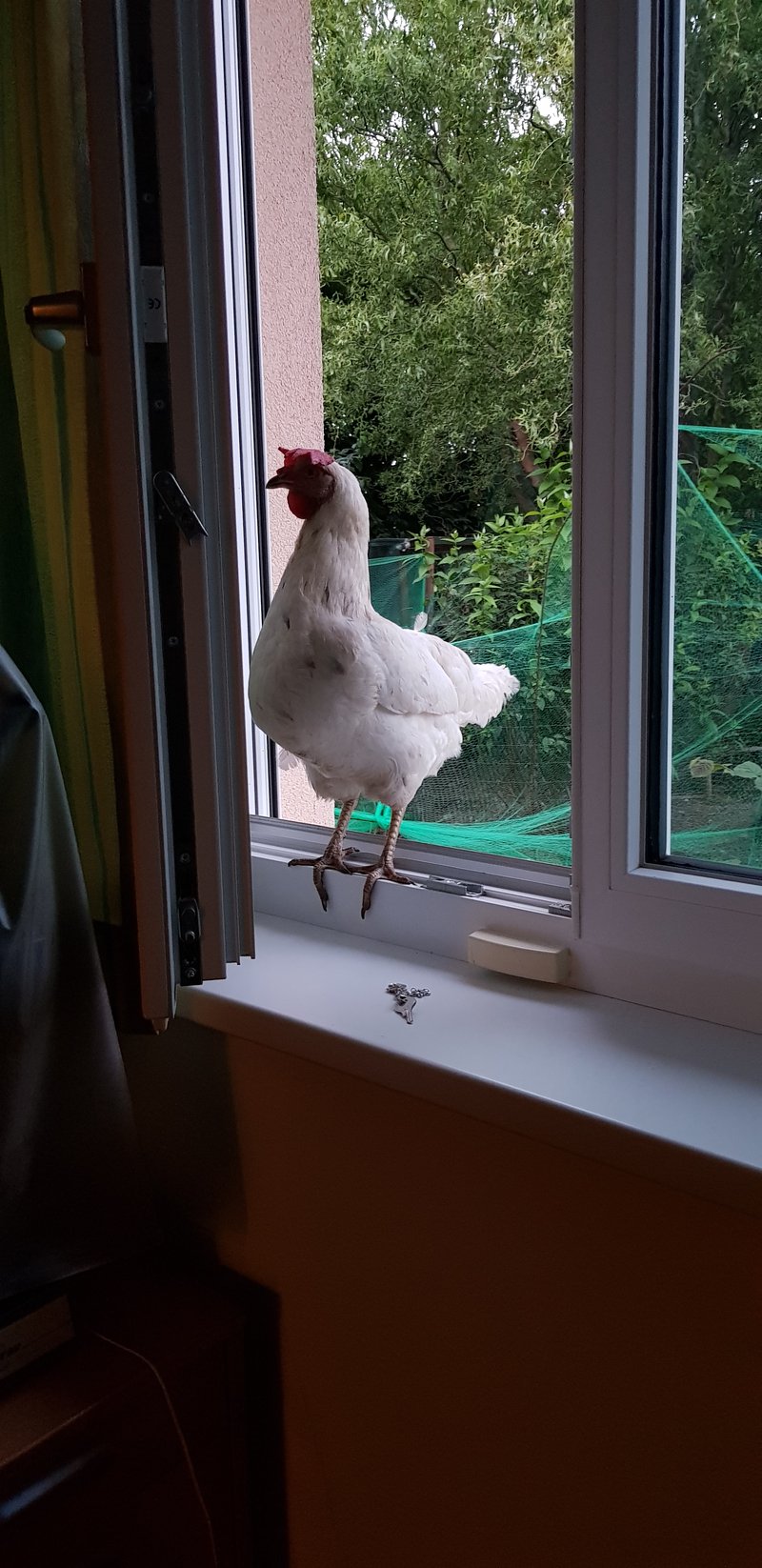 Individuelle Überschrift