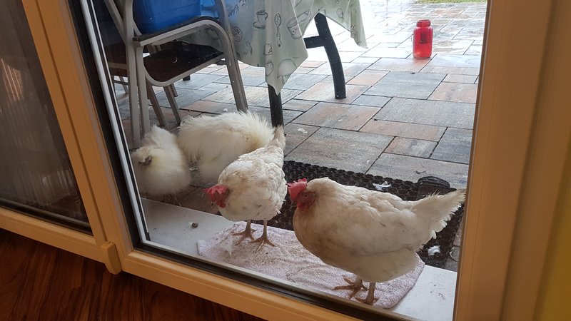 Individuelle Überschrift