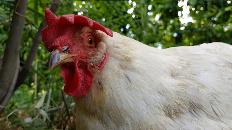 Individuelle Überschrift