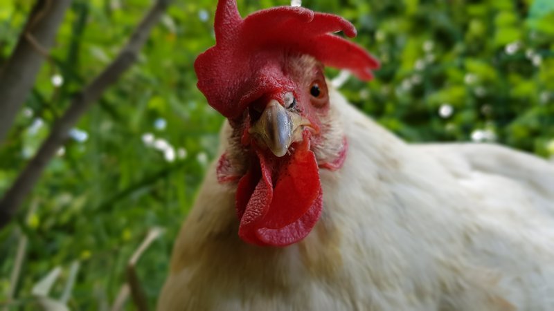 Individuelle Überschrift