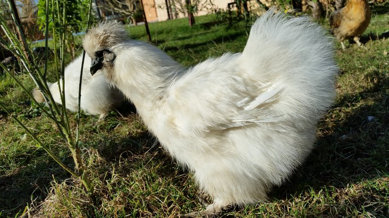 Individuelle Überschrift