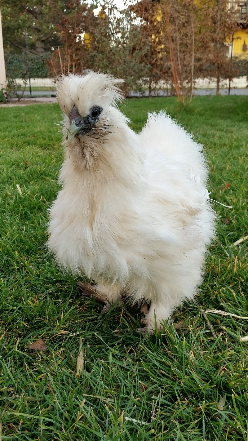 Individuelle Überschrift