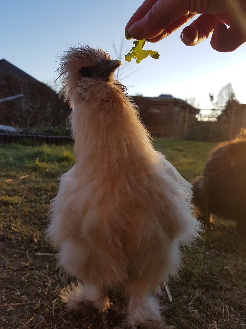 Individuelle Überschrift