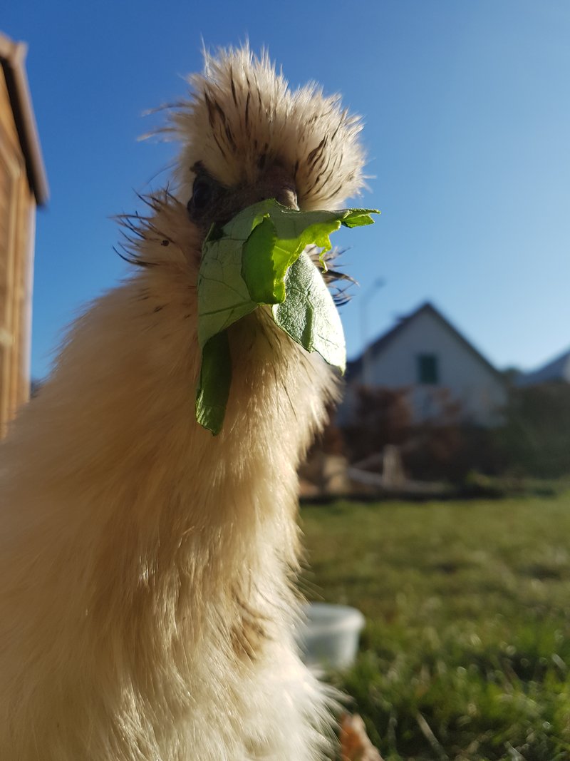 Individuelle Überschrift