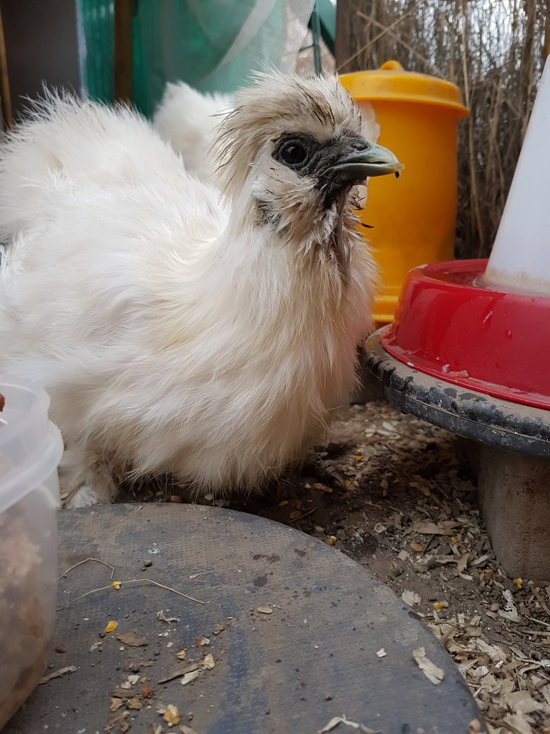 Individuelle Überschrift