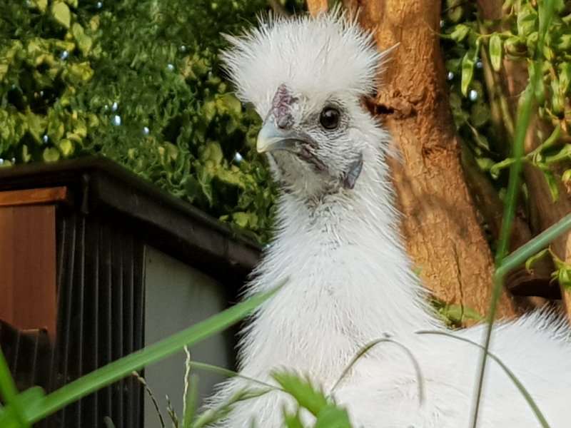 Individuelle Überschrift