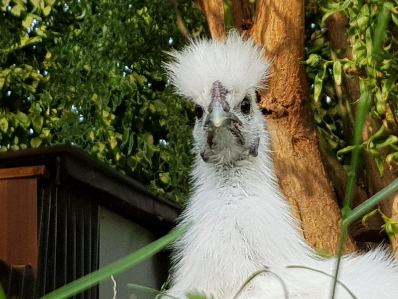 Individuelle Überschrift