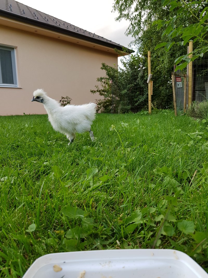 Individuelle Überschrift