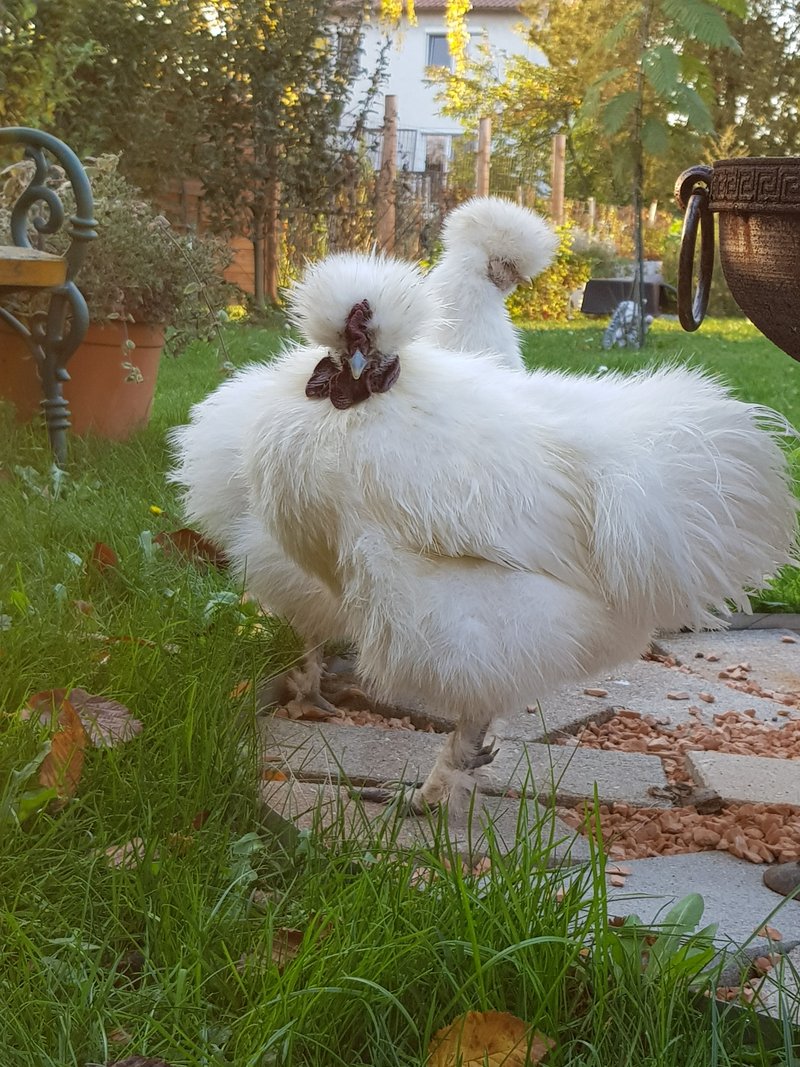 Individuelle Überschrift