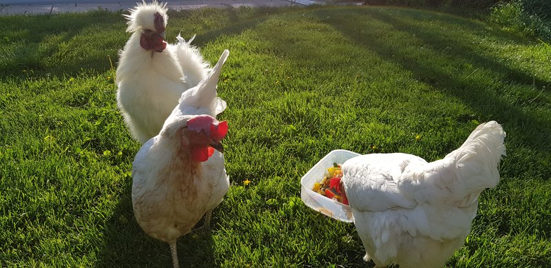 Individuelle Überschrift