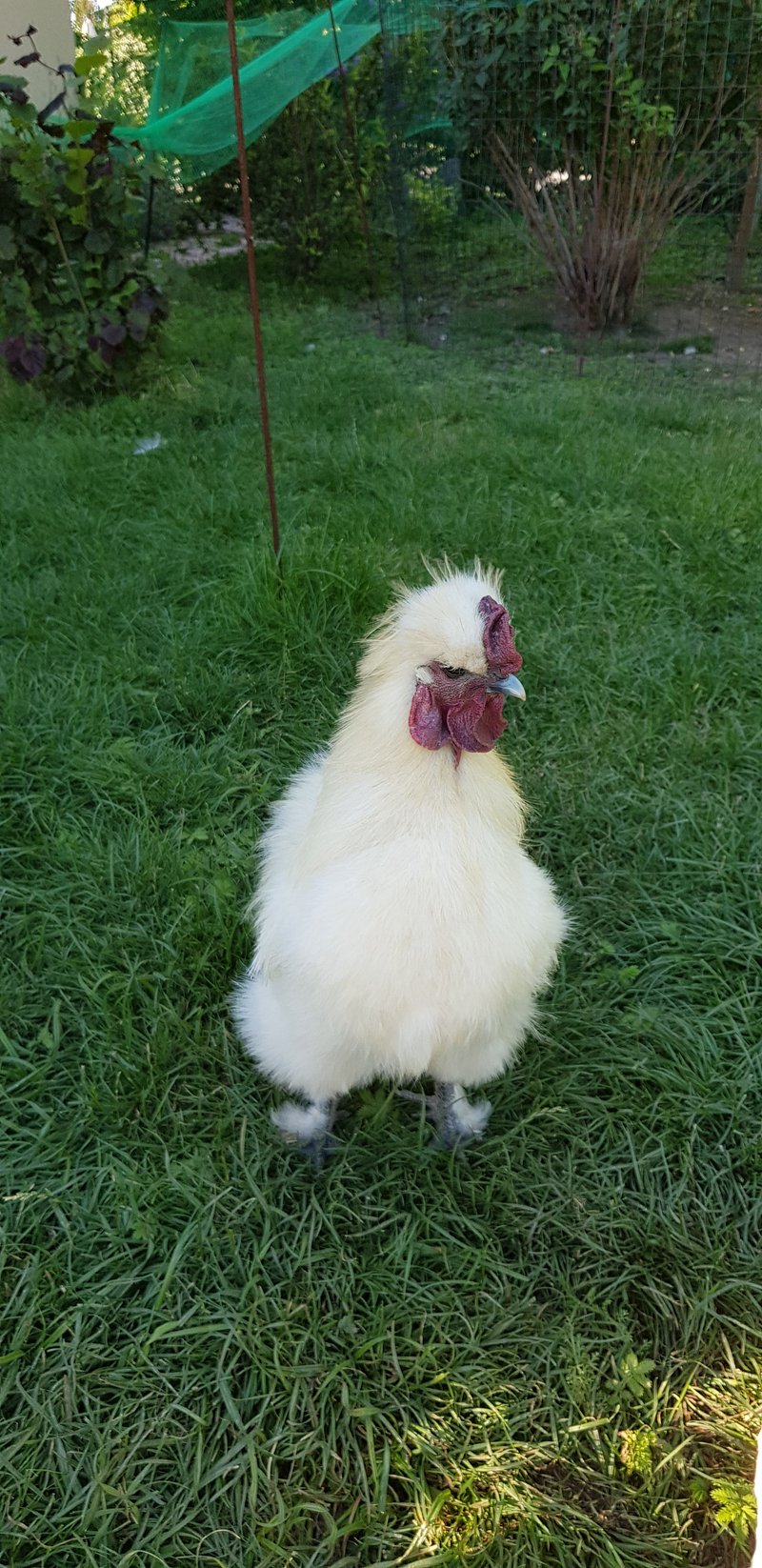 Individuelle Überschrift