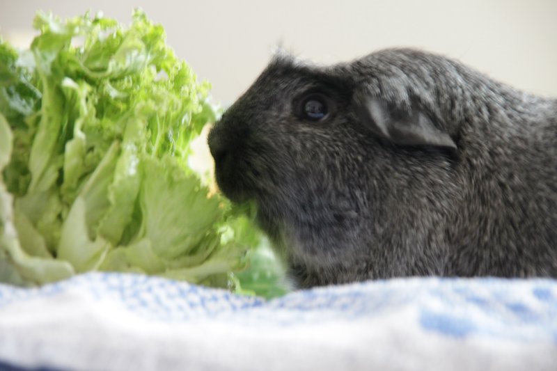 Individuelle Überschrift