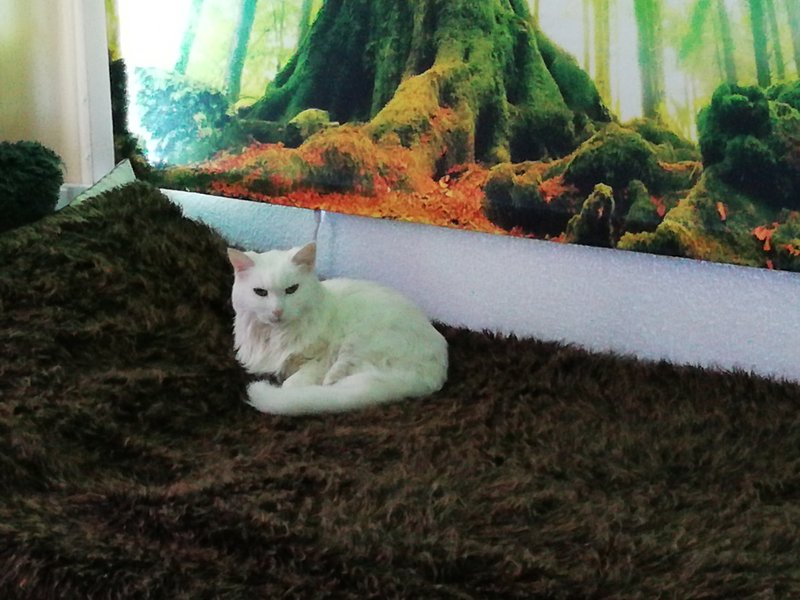 Individuelle Überschrift